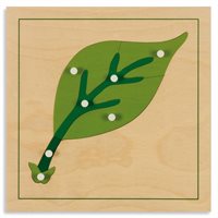 Nienhuis - Botany Puzzle: Leaf