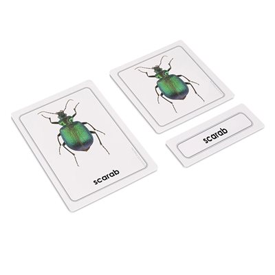 Invertebrates 3 Part Cards (Plastic & Cut)