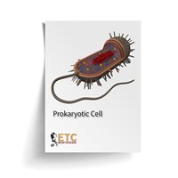 Prokaryotic Cell (Plastic & Cut)