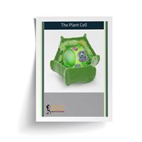 Plant Cell (Plastic & Cut)